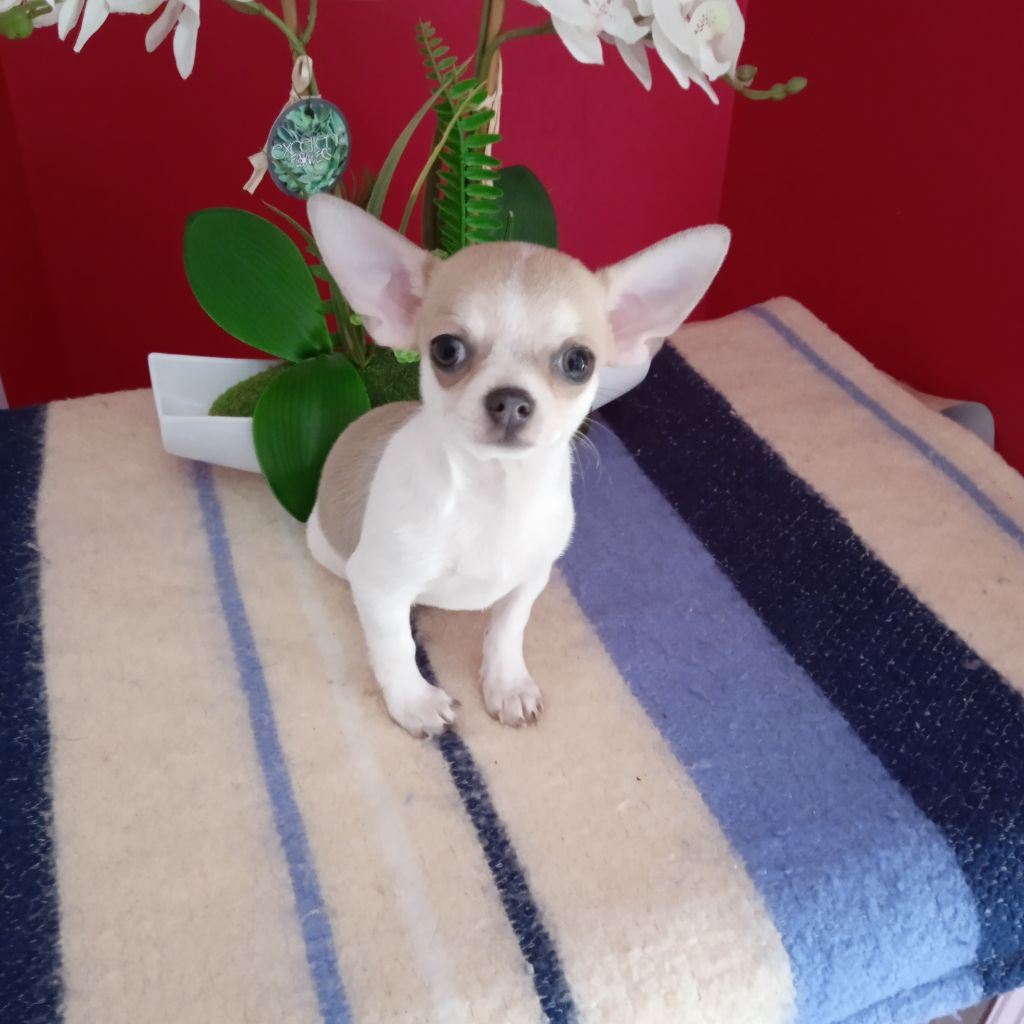 du royaume de Casabelle - Chiot disponible  - Chihuahua