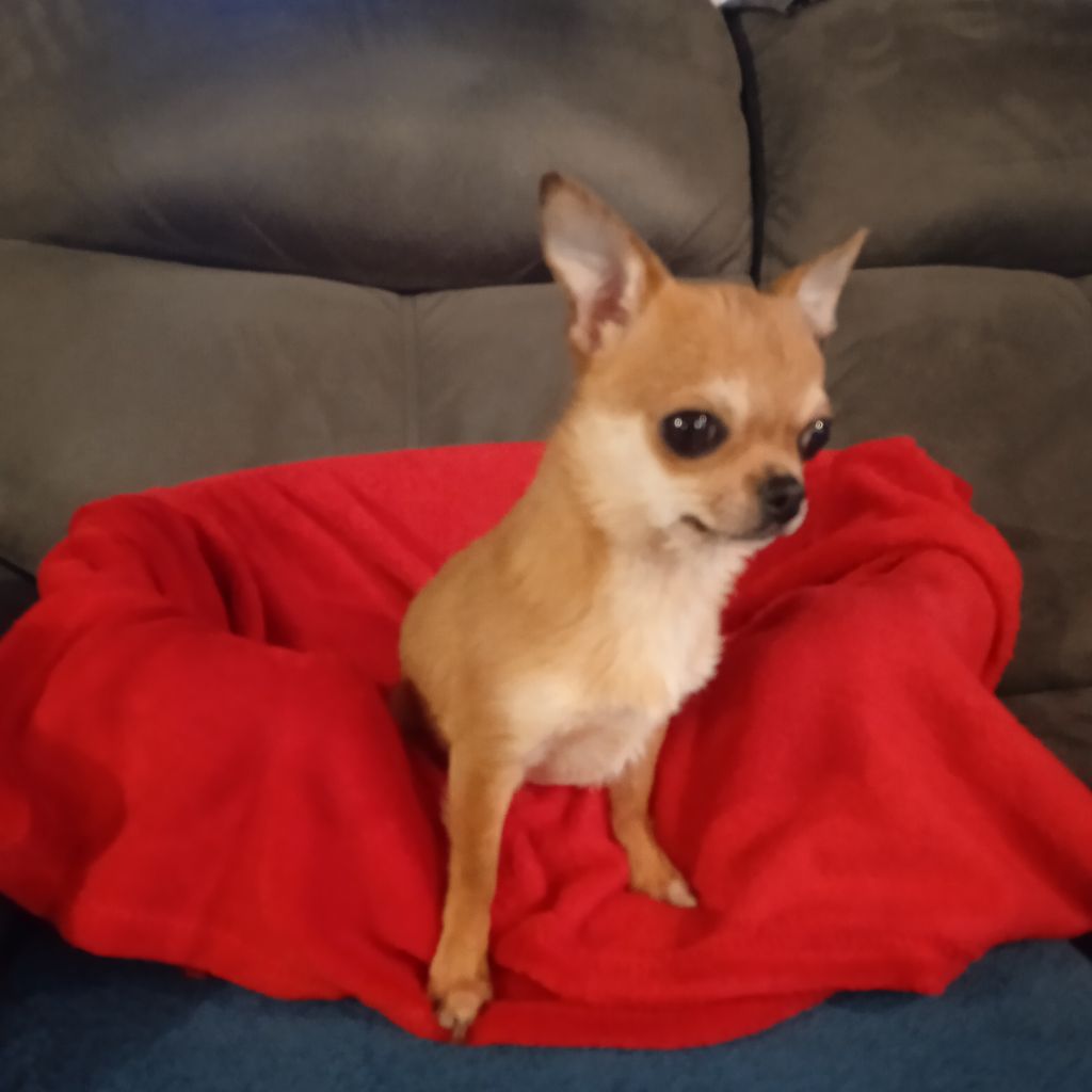 du royaume de Casabelle - Chiot disponible  - Chihuahua