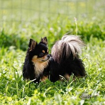 Thor Des Jardins De Goyave