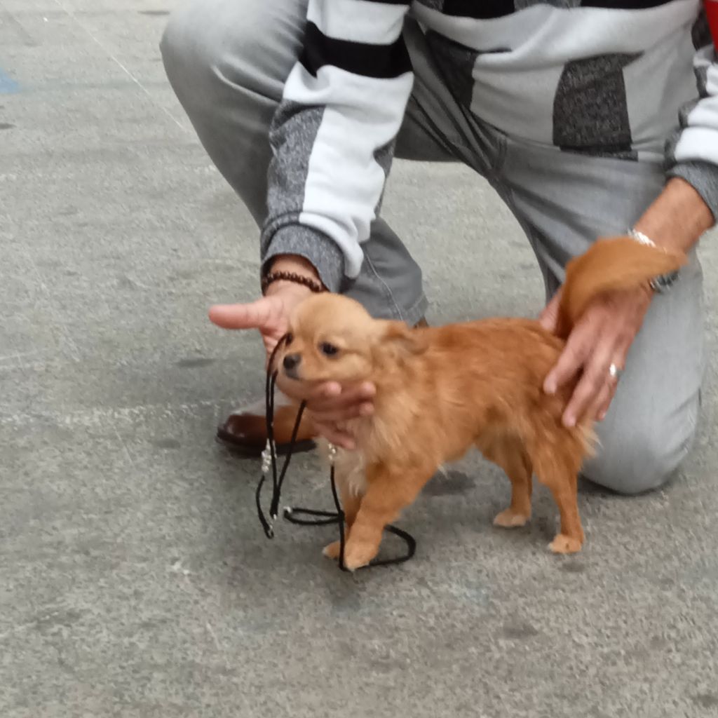 Valentina25 de l'harienda del perro