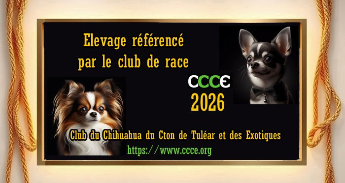 bannière du club