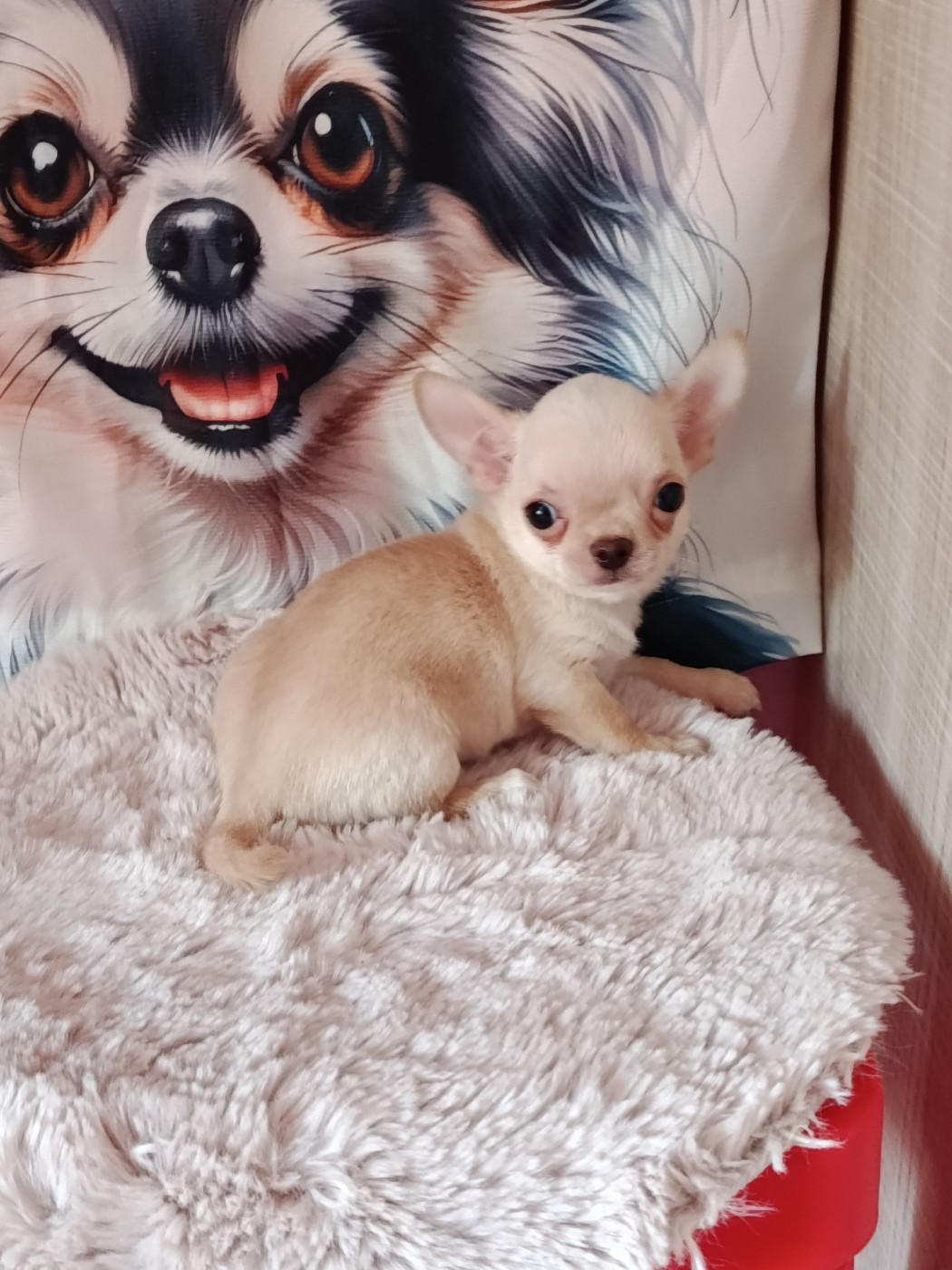 chiots