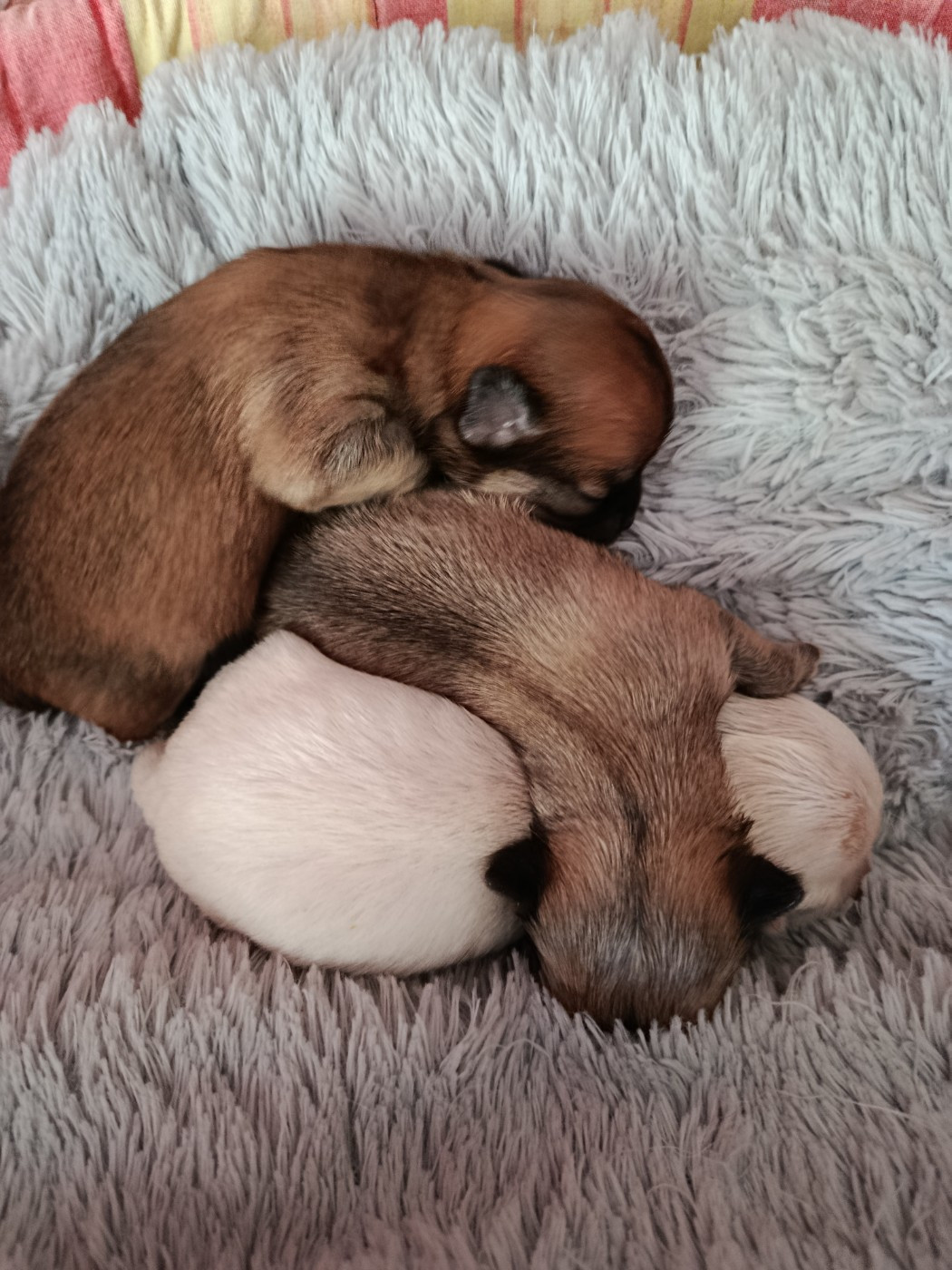 chiots de vanille