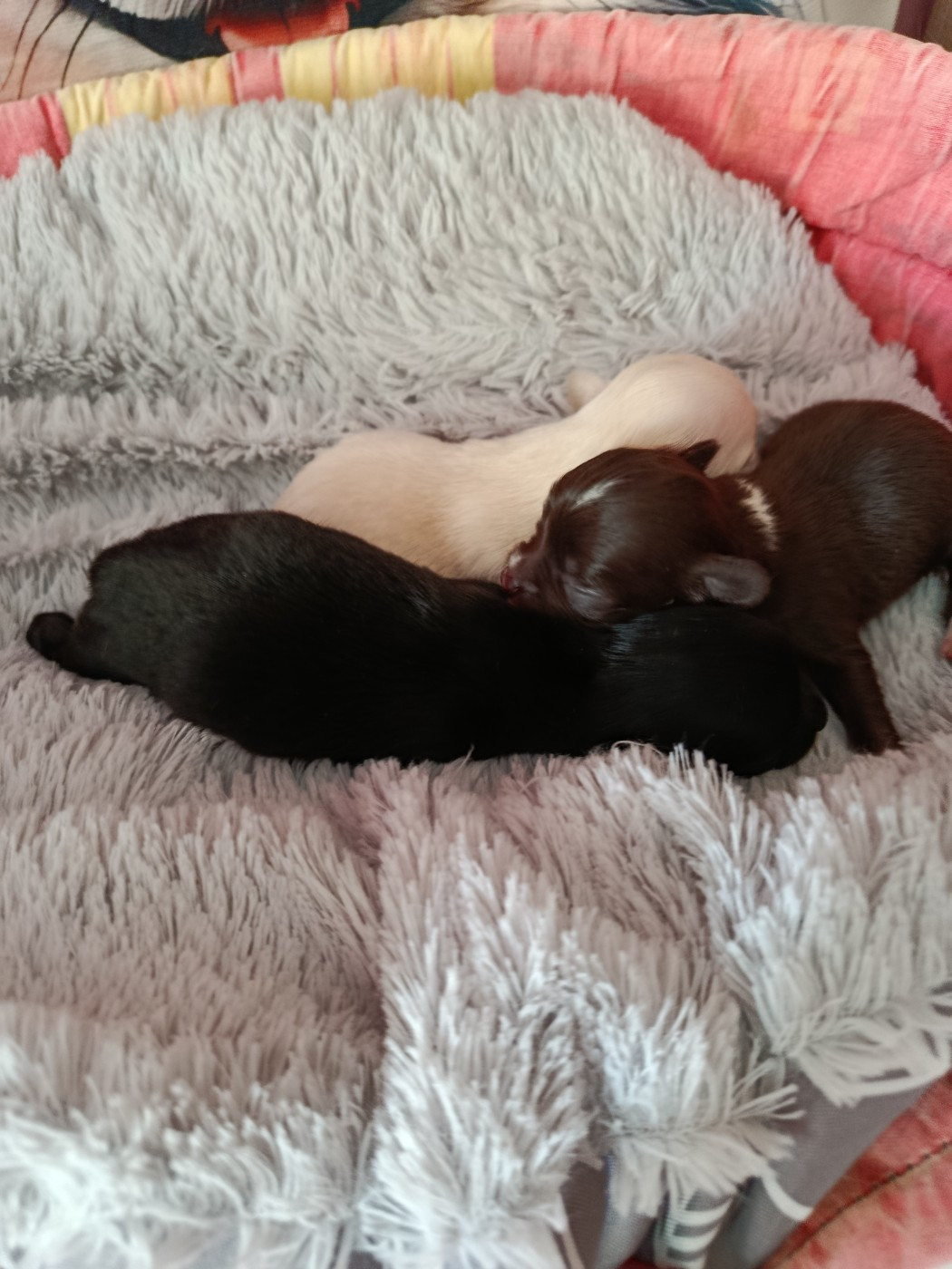 chiot de s'zaklana