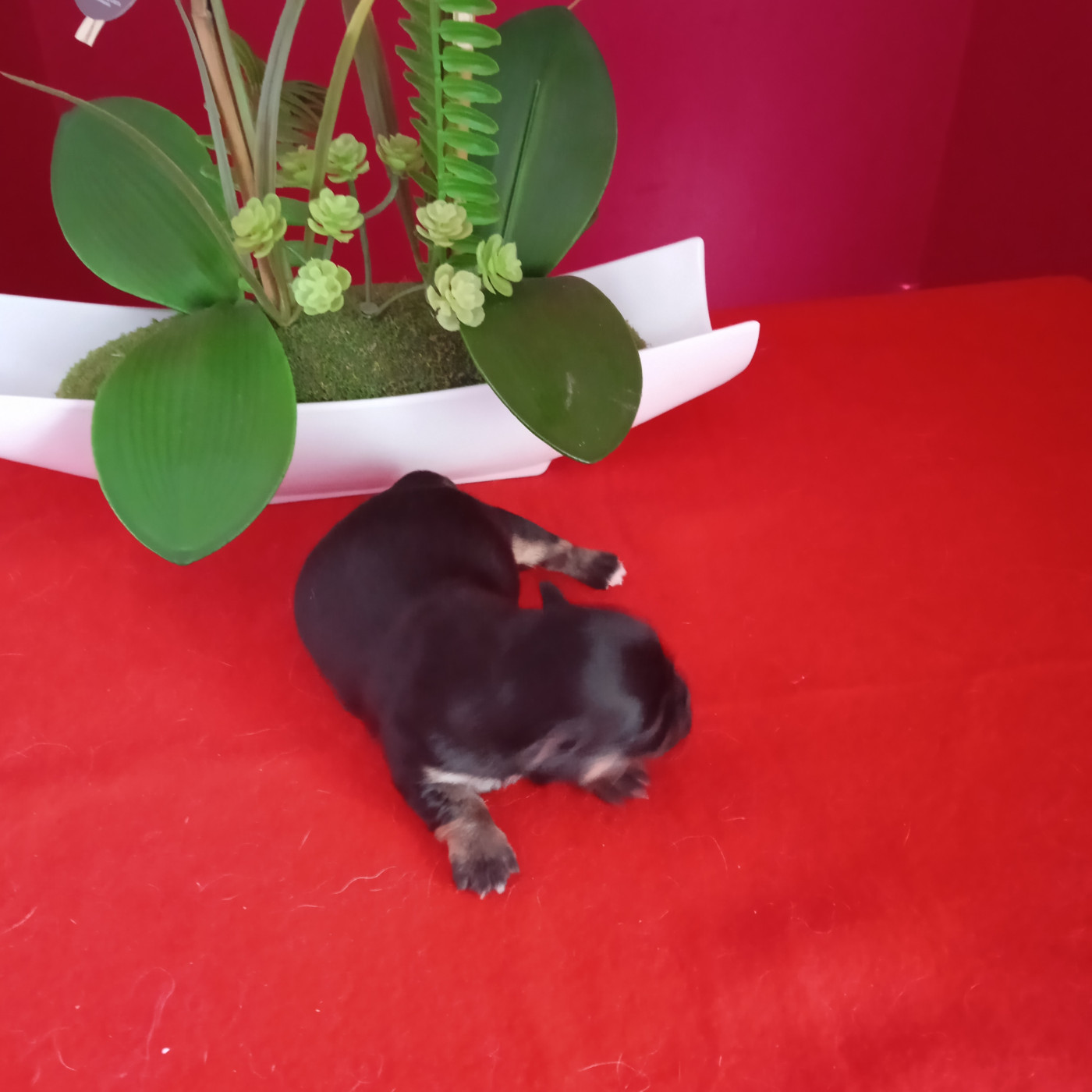 Chiot Chihuahua du royaume de Casabelle