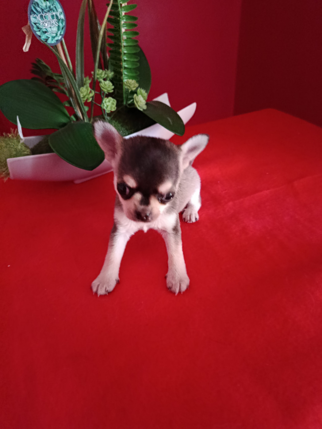 du royaume de Casabelle - Chiots disponibles - Chihuahua