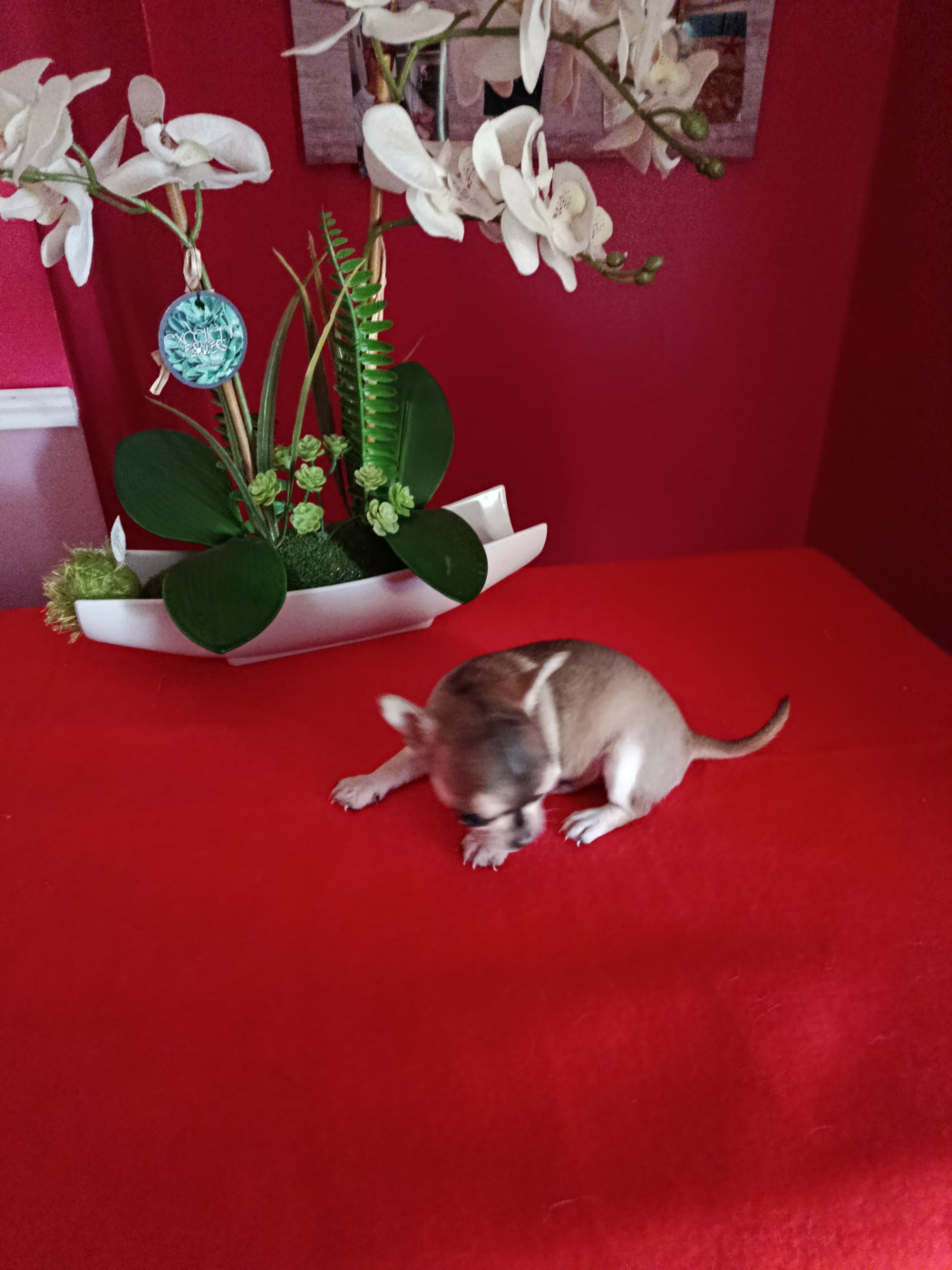 du royaume de Casabelle - Chiots disponibles - Chihuahua