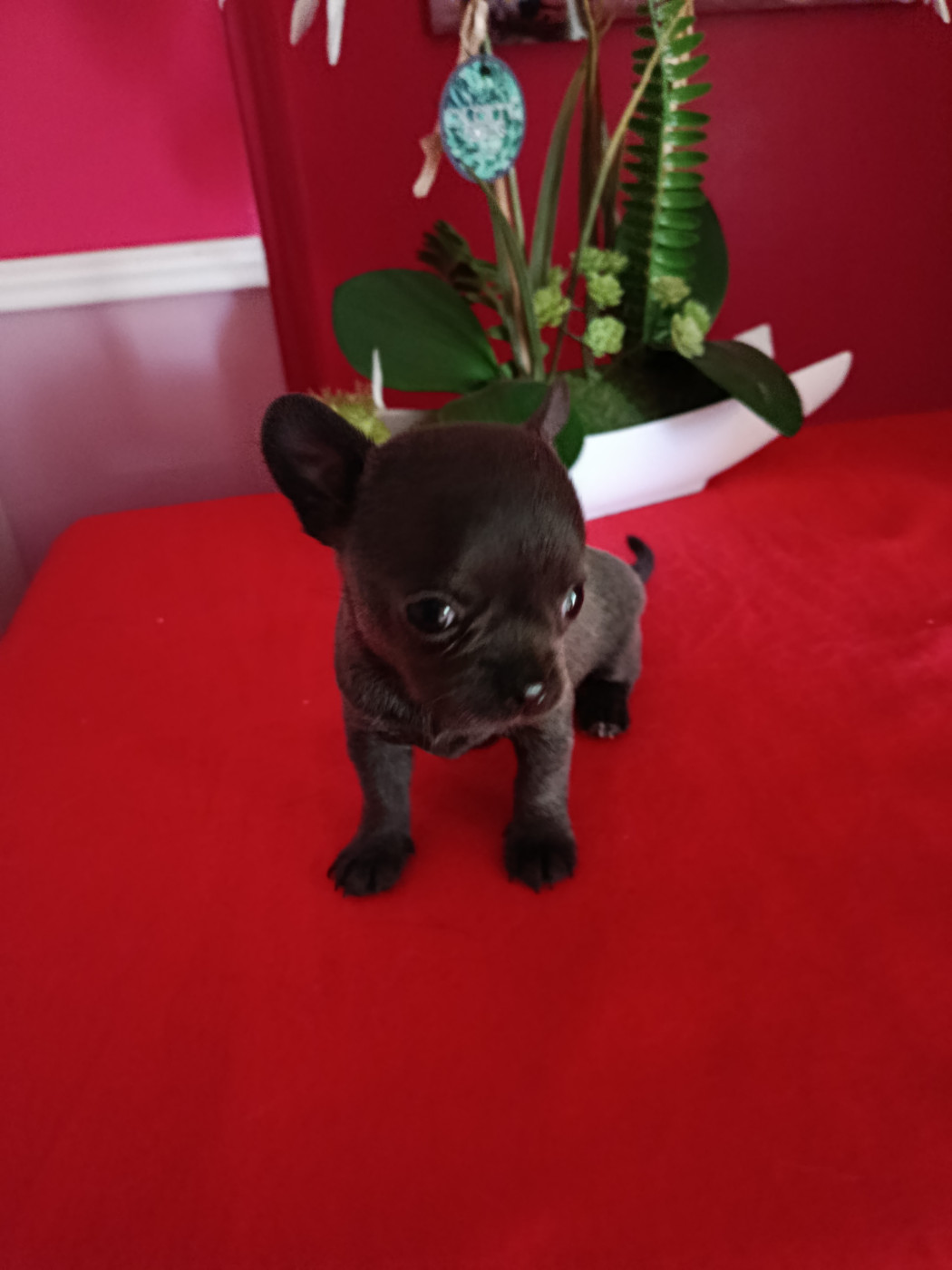 du royaume de Casabelle - Chiots disponibles - Chihuahua