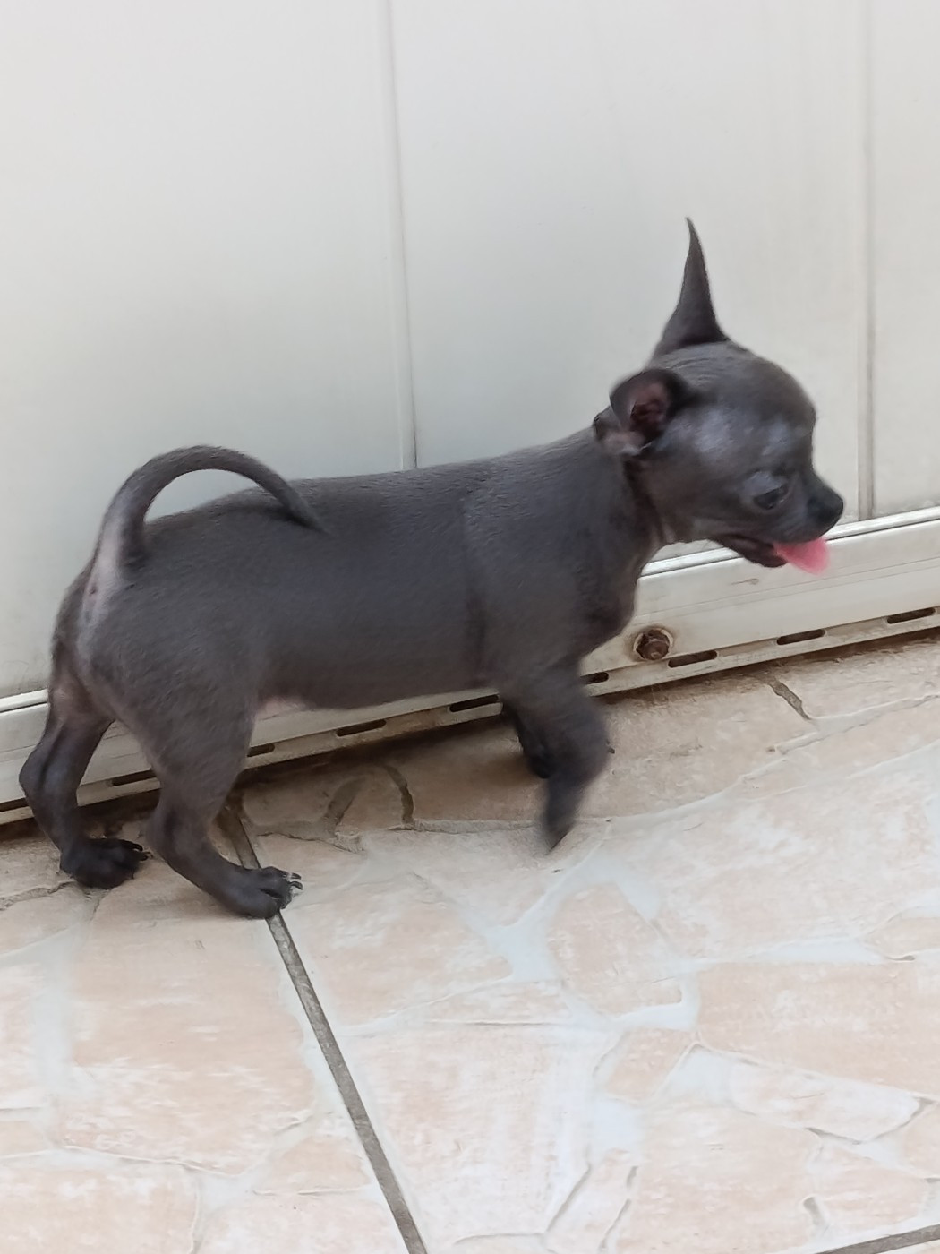 du royaume de Casabelle - Chiots disponibles - Chihuahua