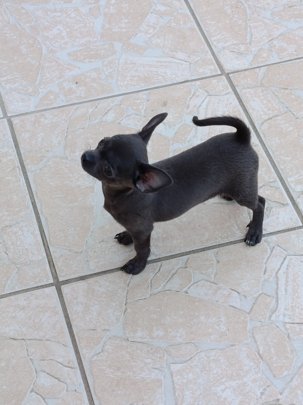 du royaume de Casabelle - Chiots disponibles - Chihuahua