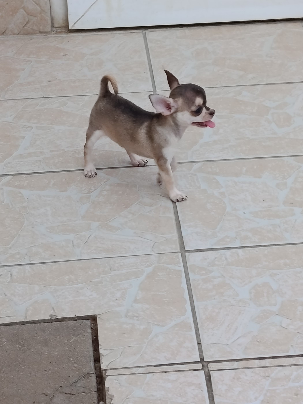 du royaume de Casabelle - Chiots disponibles - Chihuahua