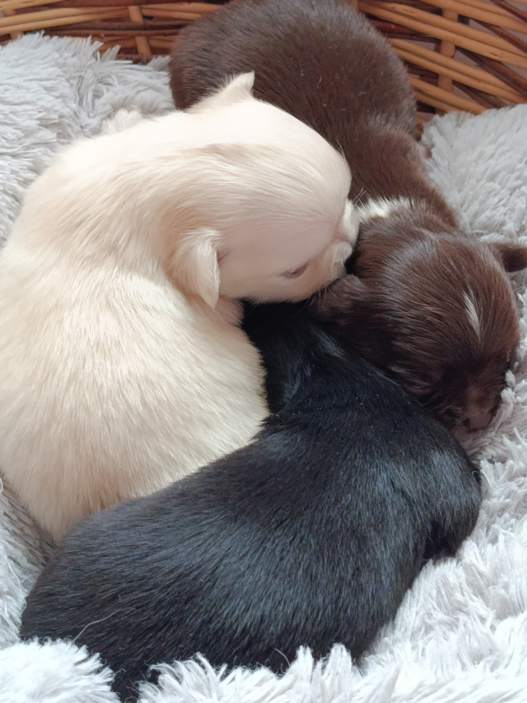 Chiot Chihuahua du royaume de Casabelle