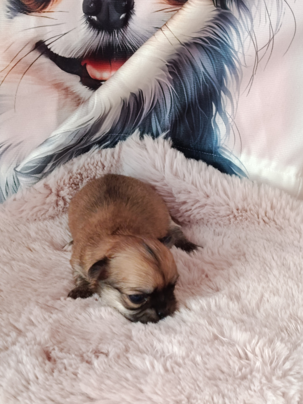 du royaume de Casabelle - Chiots disponibles - Chihuahua