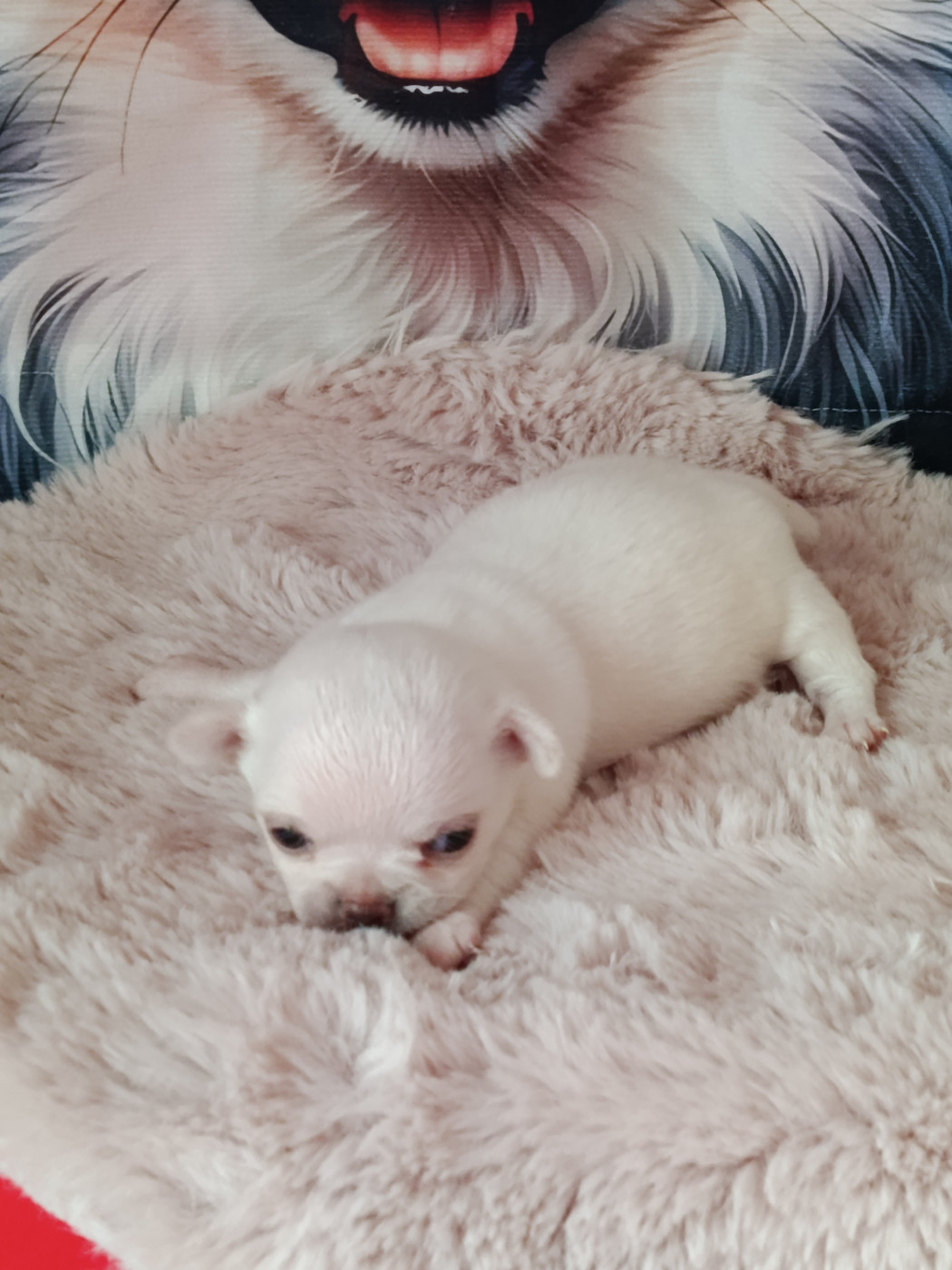 Chiot Chihuahua du royaume de Casabelle
