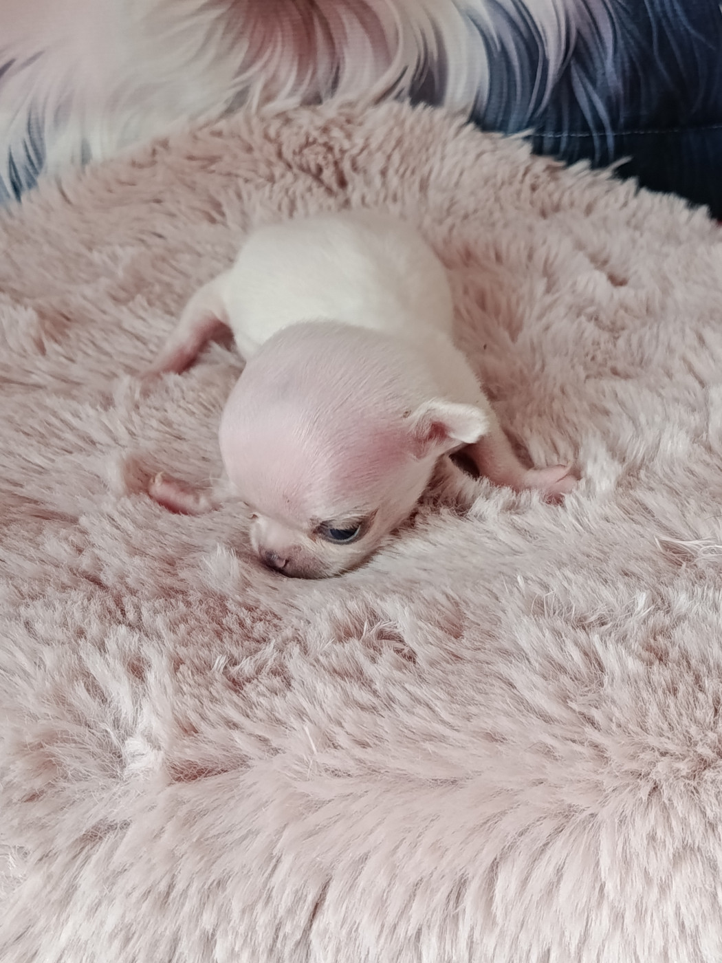 du royaume de Casabelle - Chiots disponibles - Chihuahua