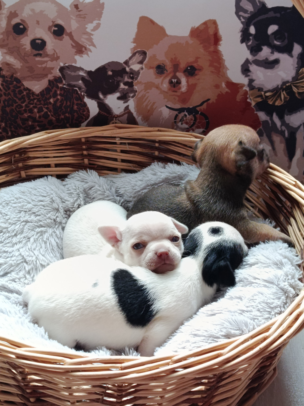 Chiot Chihuahua du royaume de Casabelle