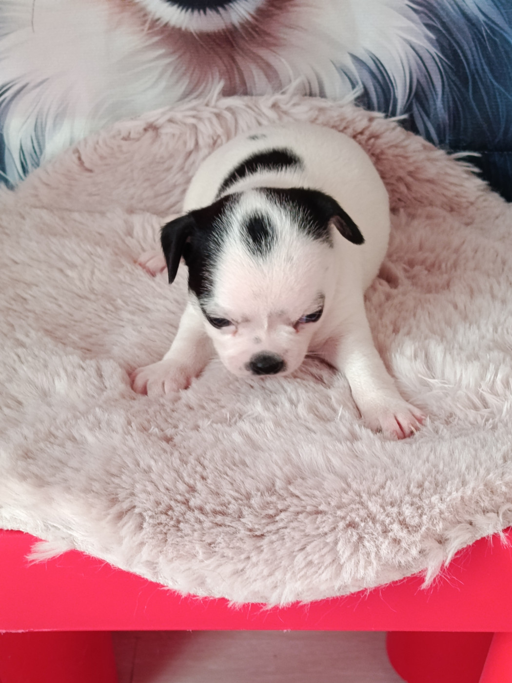 du royaume de Casabelle - Chiots disponibles - Chihuahua