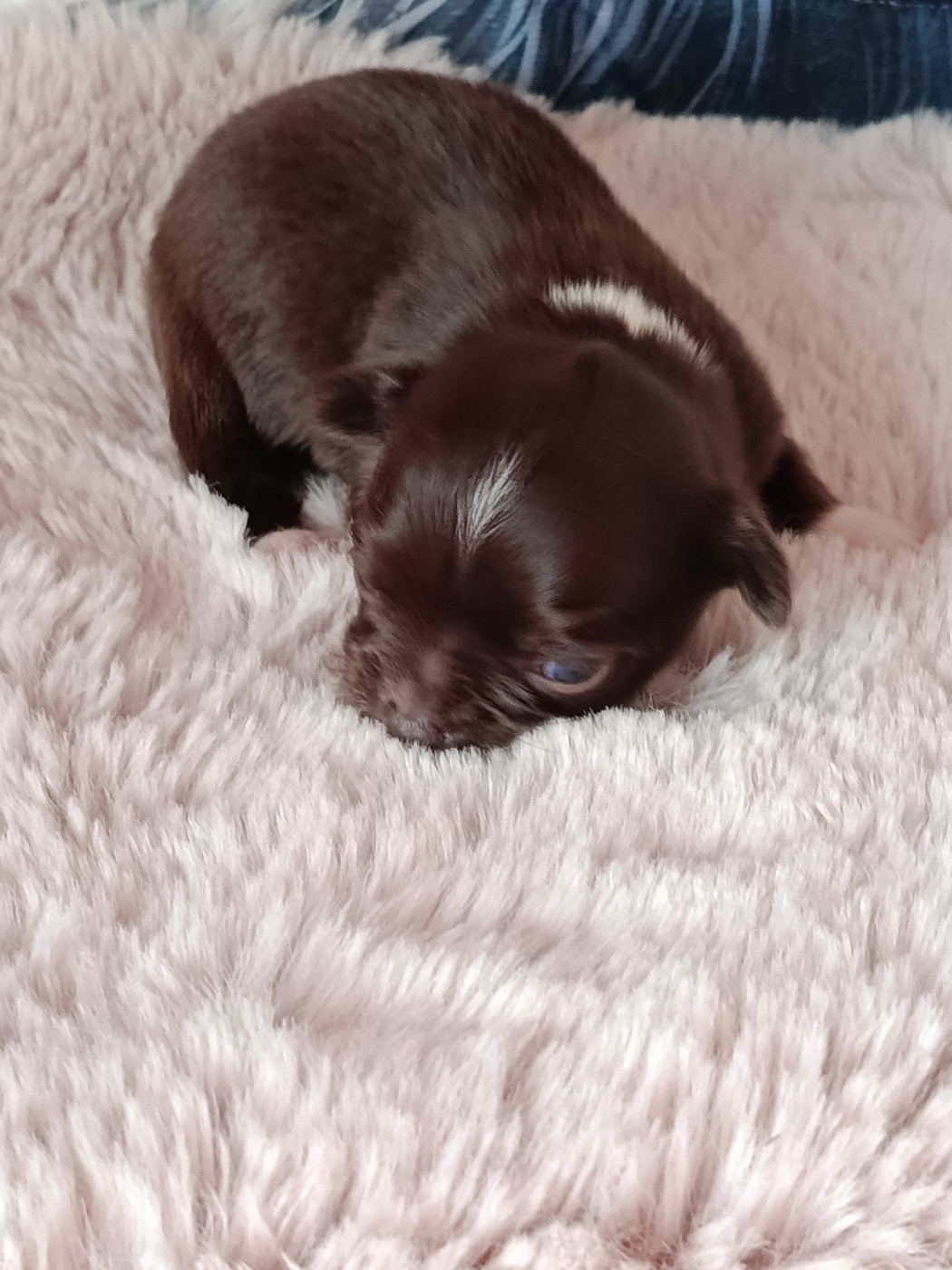 du royaume de Casabelle - Chiots disponibles - Chihuahua
