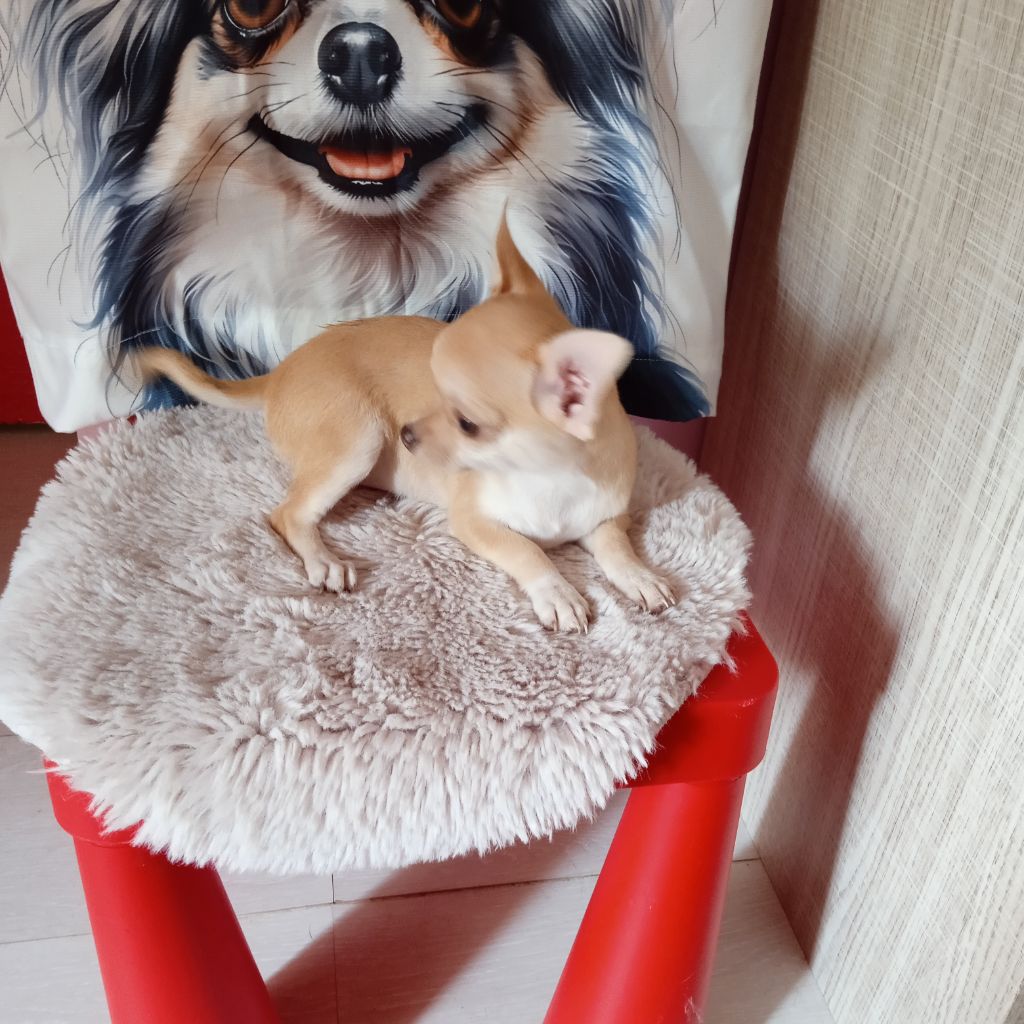 Puppy Chihuahua du royaume de Casabelle