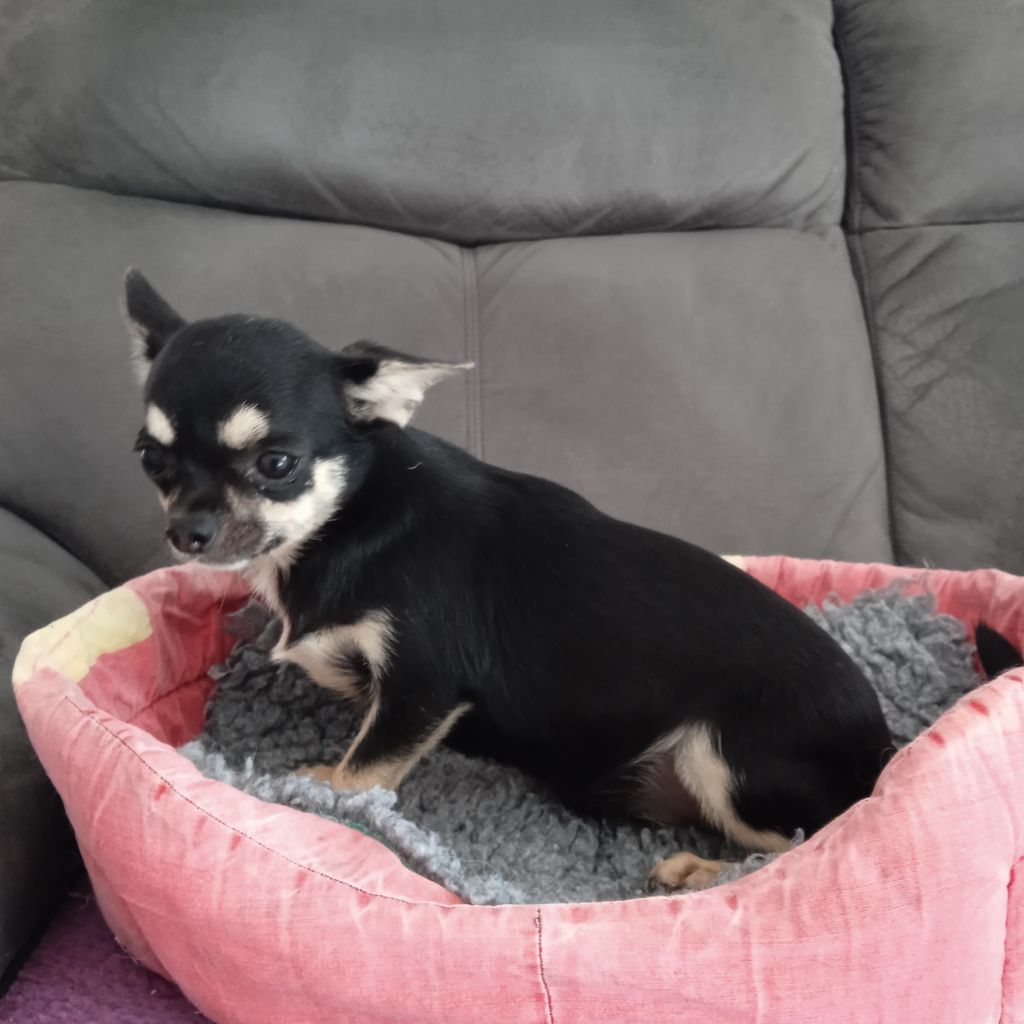 du royaume de Casabelle - Chiots disponibles - Chihuahua