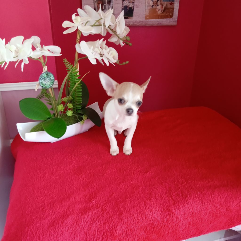 Chiot Chihuahua du royaume de Casabelle