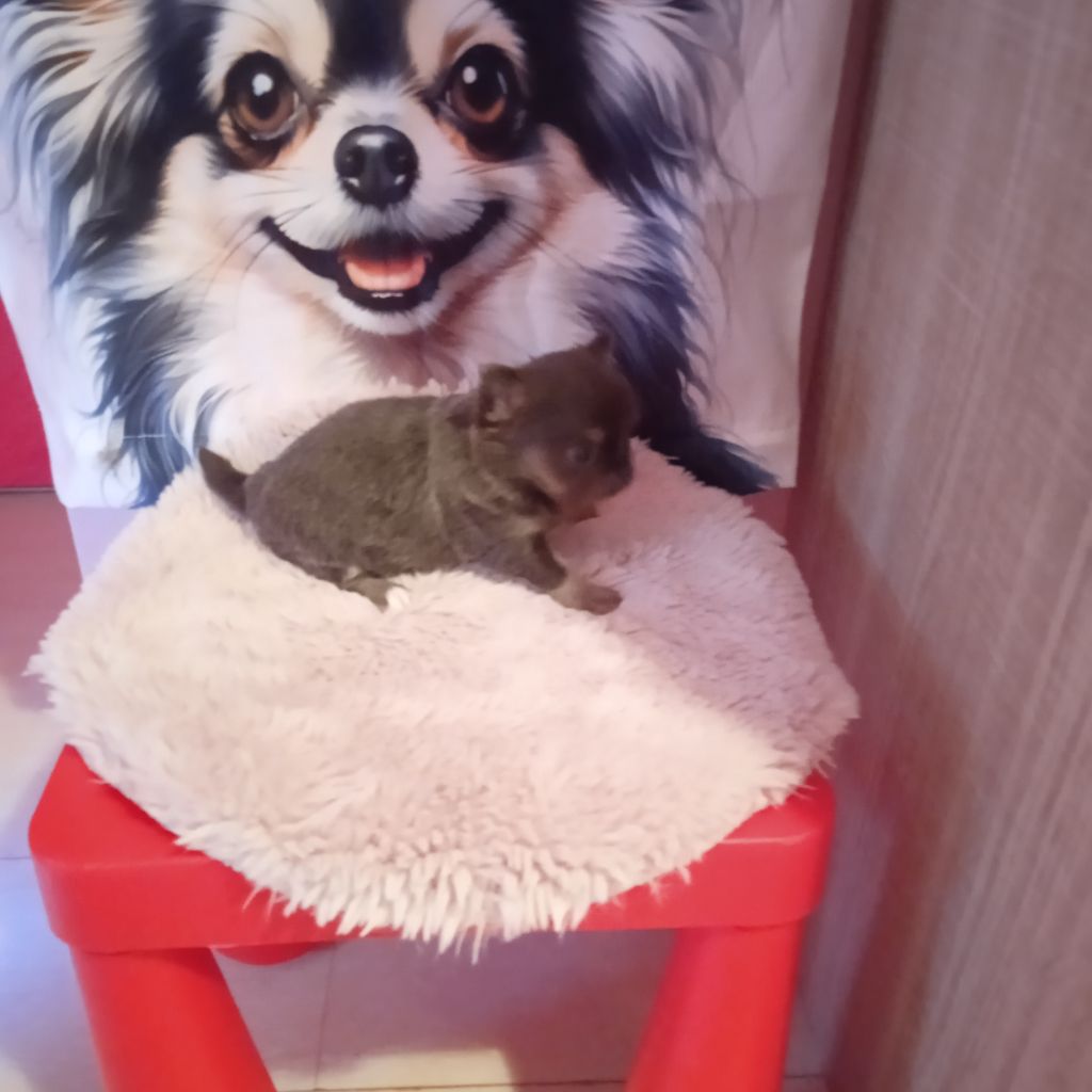 du royaume de Casabelle - Chiots disponibles - Chihuahua