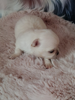 bout chou